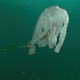 Image for article titled Human organs floating out of dress shirts, underwater